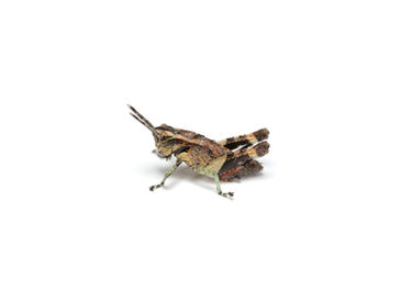 イリオモテモリバッタ3齢幼虫
