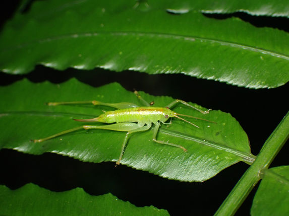 アマミコバネササキリモドキ成虫メス (沖縄島5月撮影)