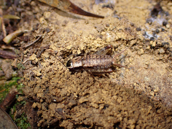 石の下に隠れていたオチバコオロギの終齢幼虫（沖縄島3月撮影）