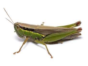 コバネイナゴ成虫メス