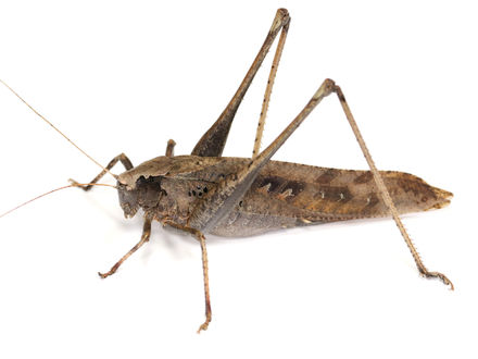 タイワンクツワムシ成虫メス