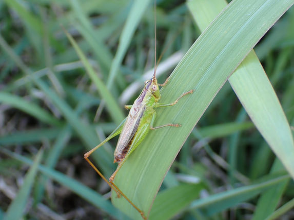 水田付近の草地にいたコバネササキリ成虫オス(群馬県 10月撮影)