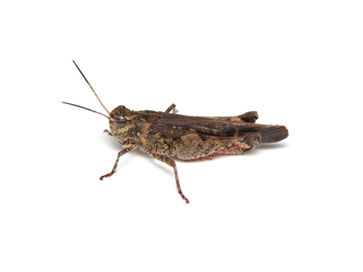後肢の脛節は赤いアカアシバッタ成虫オス