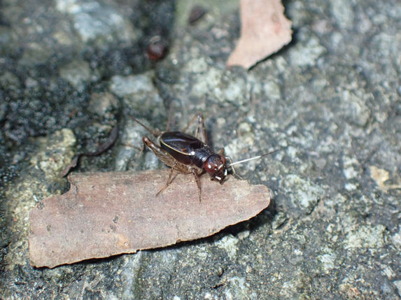 林縁にいたヒゲシロスズ成虫オス（東京都10月撮影）