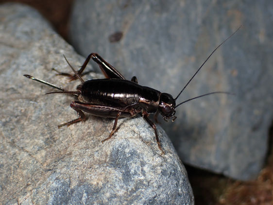 石の上にいるハネナシコオロギの成虫メス。夜間に活発になる。（福岡県8月撮影）