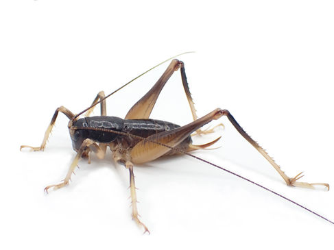 ヤエヤマクロギリス成虫メス