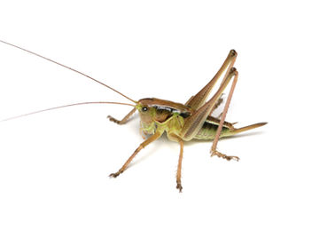 ヒガシキリギリス亜終齢幼虫