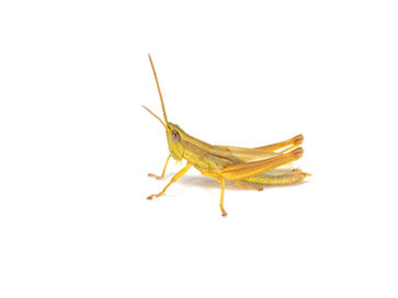 ナキイナゴ成虫オス