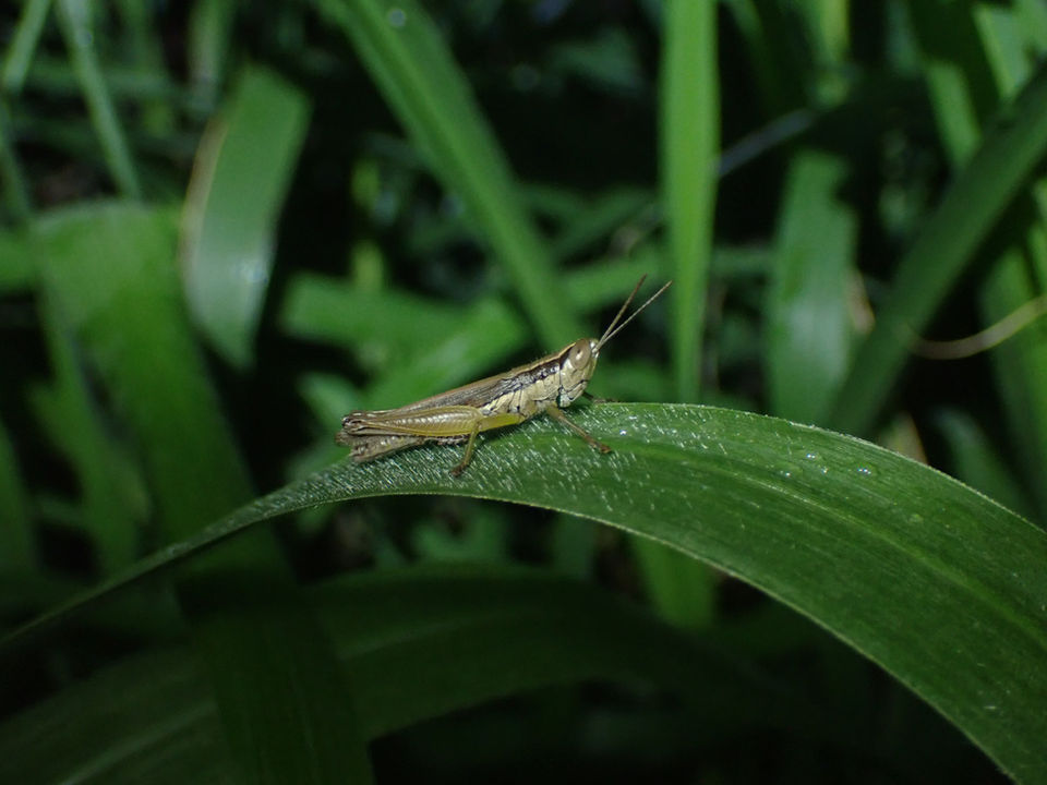 道脇の草むらにいたコイナゴ成虫オス(沖縄県3月撮影)