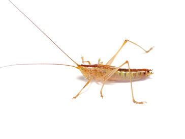 カスミササキリの成虫(オスの褐色型)。明るい褐色の体色が特徴。