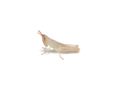コイナゴ2齢幼虫。体色は非常に薄い褐色になる。