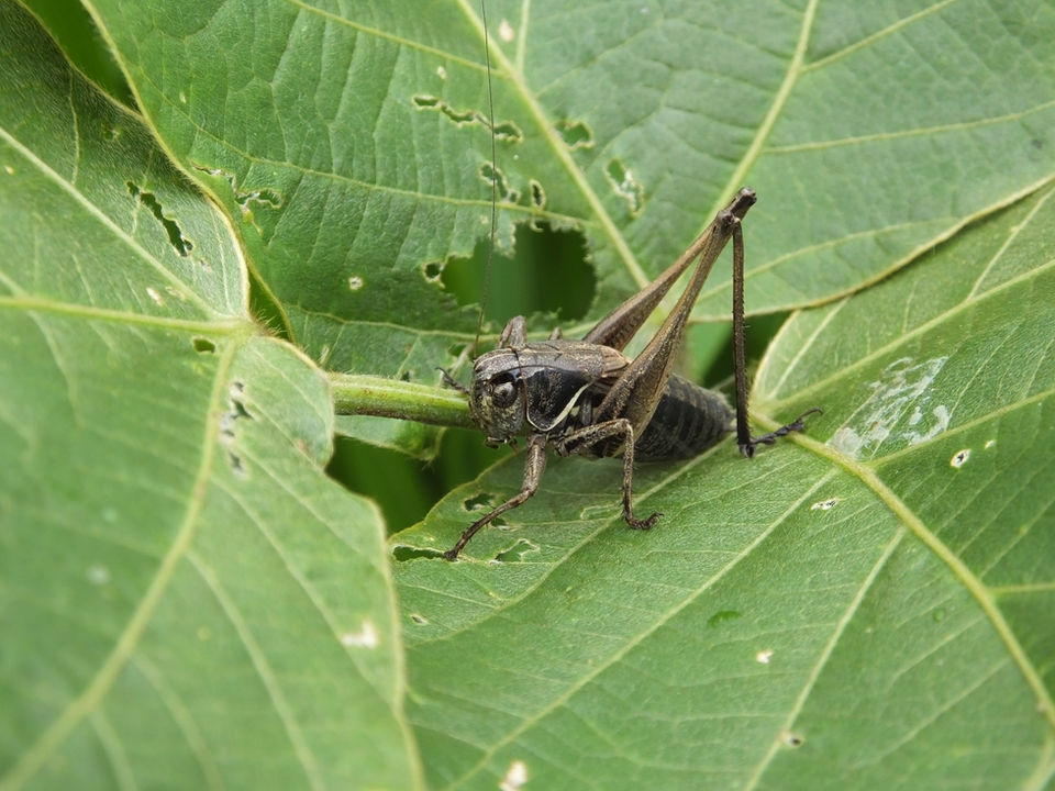 クズ群落にいたコバネヒメギス成虫オス(東京都6月撮影)