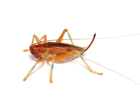 ヒノマルコロギス 成虫 ♀ .JPG