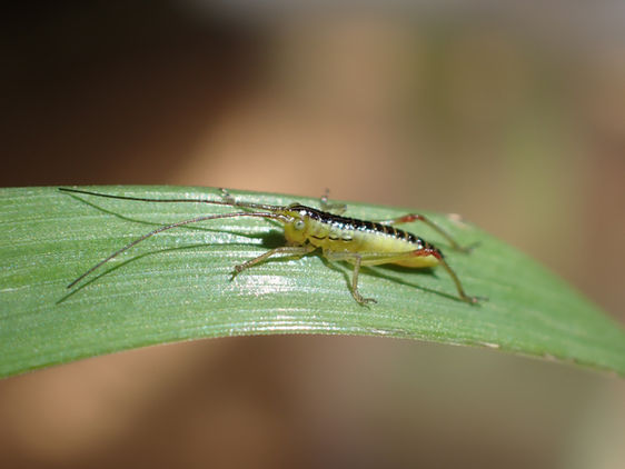 孵化直後のエゾコバネササキリの1齢幼虫（飼育下3月撮影）
