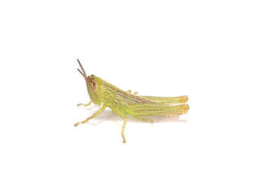 ハネナガイナゴ3齢幼虫