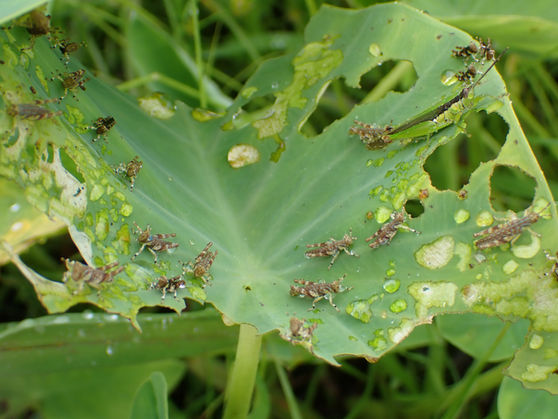 一つのミズイモの葉上にいるオキナワイナゴモドキ成虫と複数の幼虫(沖縄県6月撮影)