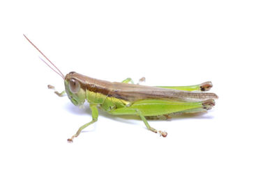 タイワンハネナガイナゴ成虫オス