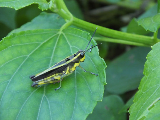 イリオモテモリバッタ成虫メス（西表島8月撮影）