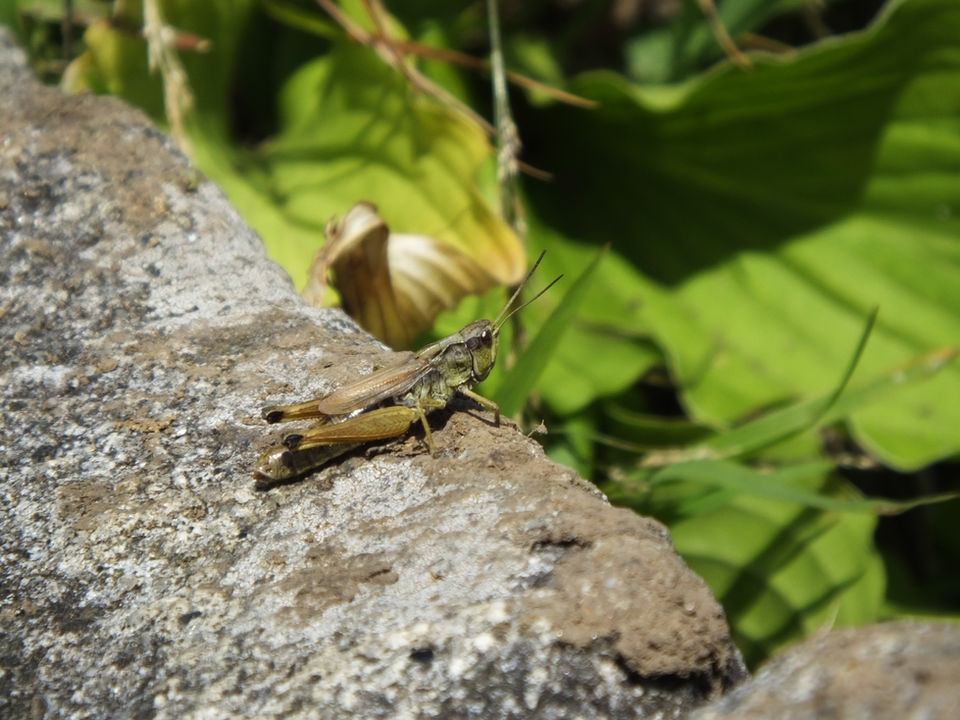 タカネヒナバッタ成虫メス (山梨県7月撮影)