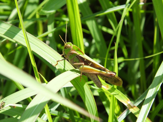 イネ科植物の葉上にいた緑色のクルマバッタ成虫メス(東京都7月撮影)