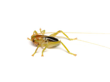 ヒノマルコロギスの9齢幼虫。胸部周辺がオレンジ色になる。