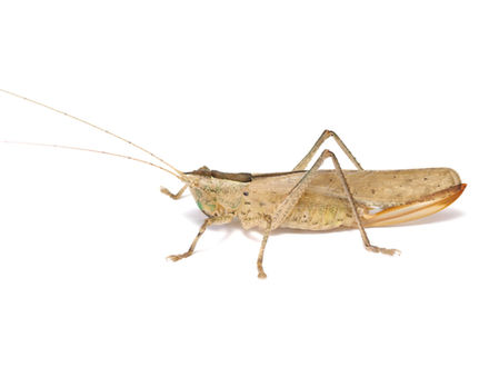 顔に隈取模様があるヒサゴクサキリ成虫メス