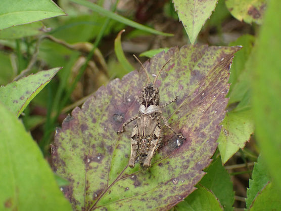 時期外れに確認したアカアシバッタの終齢幼虫（沖縄県3月撮影）