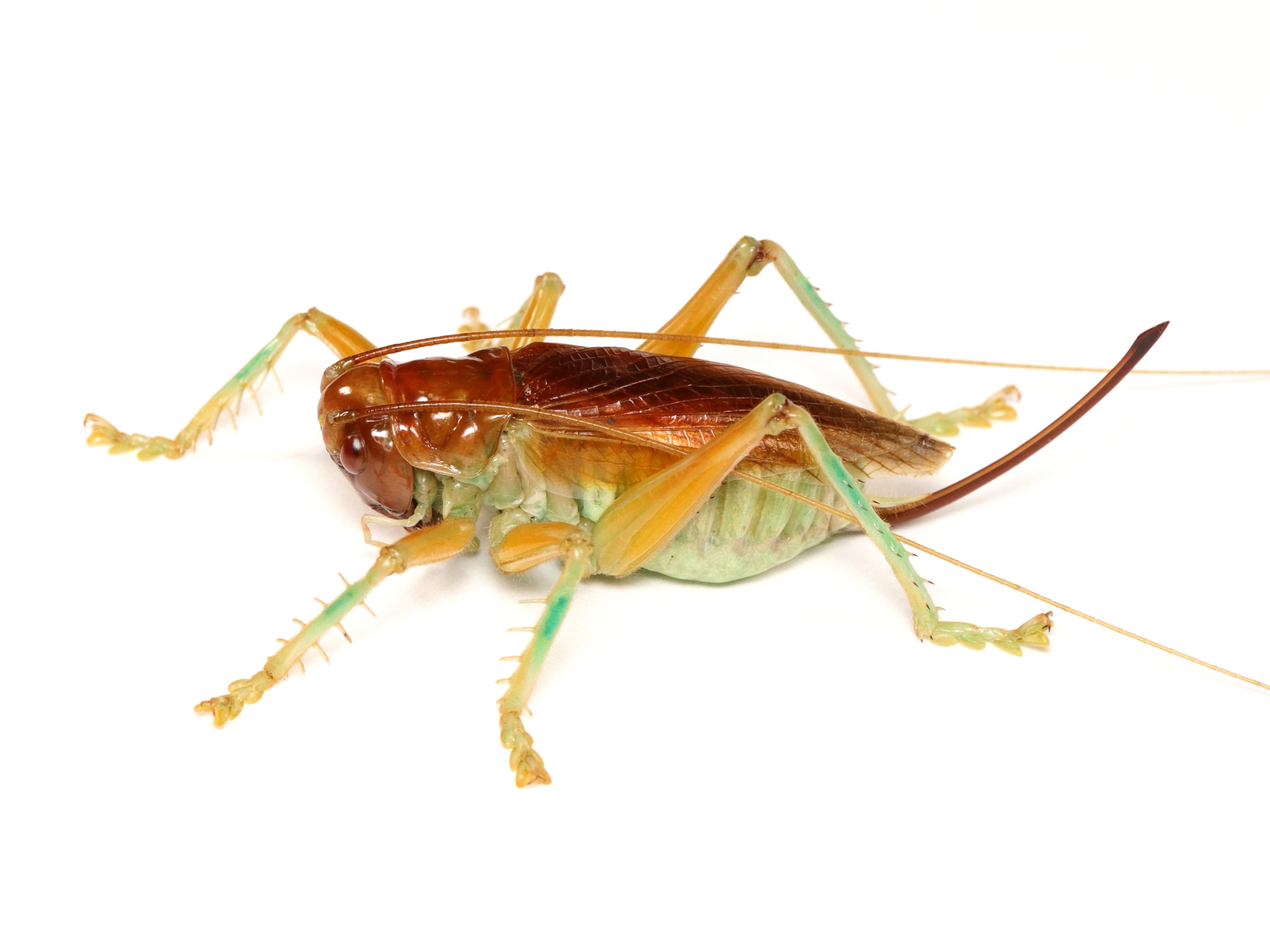 コロギス類 | バッタラボ