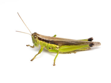 ハネナガイナゴ成虫オス