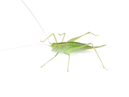 ダイセンササキリモドキ成虫メス