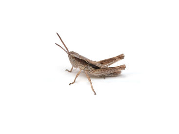 ヒゲナガヒナバッタ亜終齢幼虫