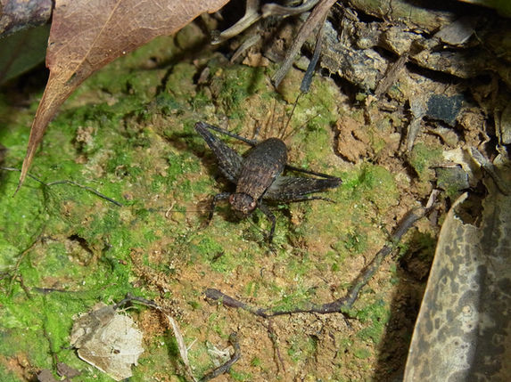 林床にいたコバネマツムシ成虫メス（西表島10月撮影）