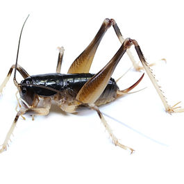 ヤエヤマクロギリス