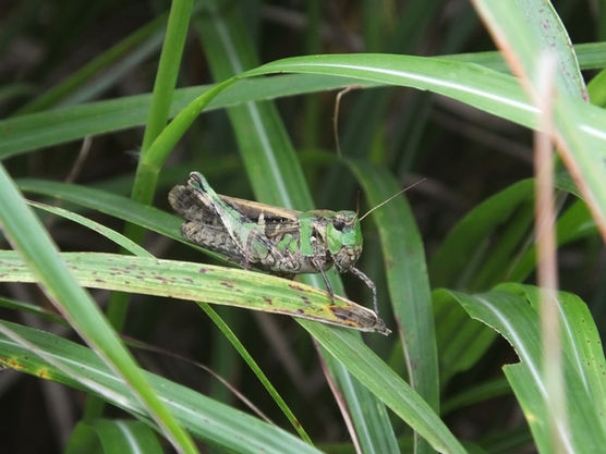 イネ科の草地にいた緑色のクルマバッタモドキ成虫メス(東京都9月撮影)