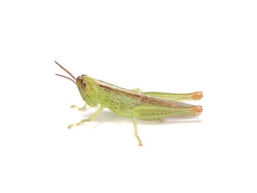 ハネナガイナゴ4齢幼虫