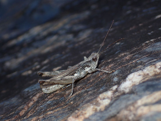 石の上にとまるヒゲナガヒナバッタの成虫オス（山梨県9月撮影）