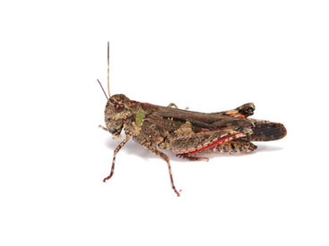 たまに見られる胸部の一部が緑色のアカアシバッタ成虫メス