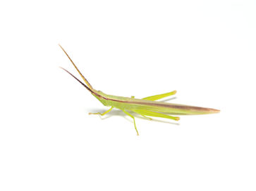 ショウリョウバッタモドキ成虫オス。頭は細くとがる。