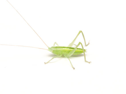 ヒメクサキリ3齢幼虫