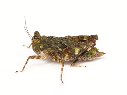 コケによく似た見た目のオキナワコケヒシバッタ成虫メス