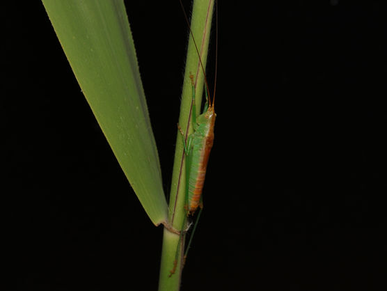 ヨシの茎にとまるカスミササキリの成虫オス(埼玉県7月撮影)