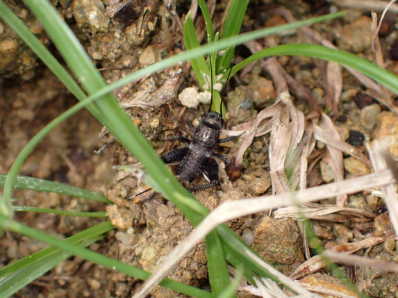 体に白い線があるタイワンエンマコオロギ幼虫(和歌山県10月撮影)