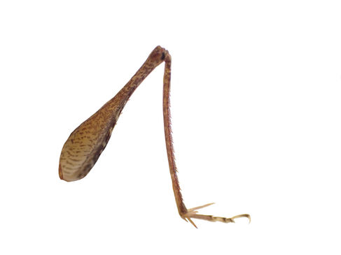 コノシタウマの後肢。脛節のトゲは短→長のパターン。