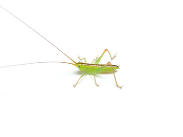 カスミササキリの2齢幼虫(3月撮影)