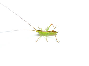 カスミササキリの2齢幼虫(3月撮影)