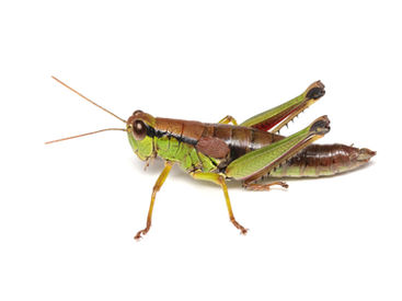 背中のみが褐色のメスアカフキバッタ成虫メス