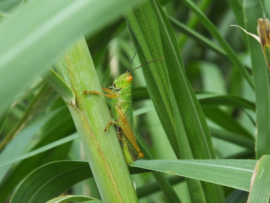 イネ科植物にとまるヒゲマダライナゴ成虫（西表島8月撮影）