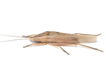 オキナワシブイロカヤキリ成虫オス