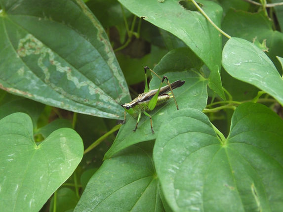 林縁にいたササキリ成虫オス(埼玉県9月撮影)