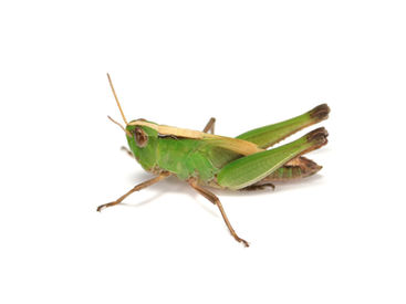 緑色のマダラバッタ終齢幼虫